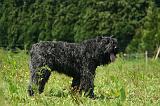 BOUVIER DES FLANDRES 500